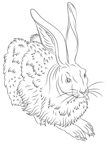 Young Hare By Albrecht Durer Coloring Page